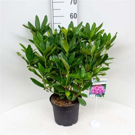 Rhododendron 'Delta' 30-40 cm cont. 5,0L