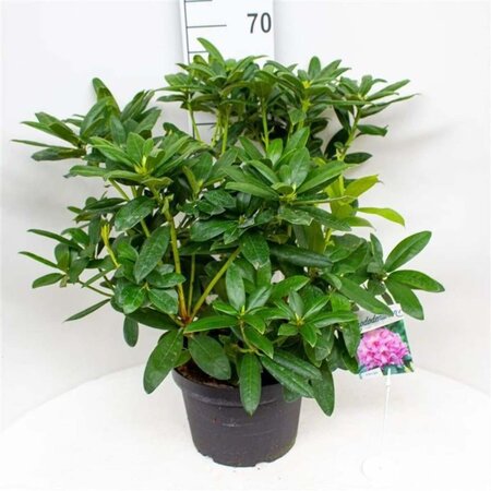 Rhododendron 'Delta' 50-60 cm cont. 10L