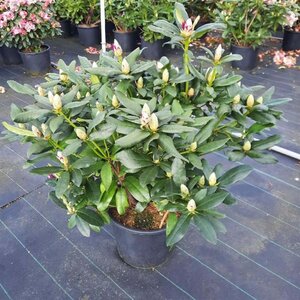 Rhododendron 'Delta' 80-120 cm cont. 25L - afbeelding 1