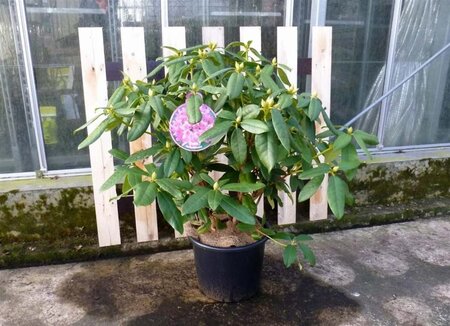 Rhododendron 'Delta' 80-120 cm cont. 25L - afbeelding 2