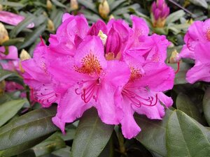 Rhododendron 'Delta' 80-120 cm cont. 25L - afbeelding 3