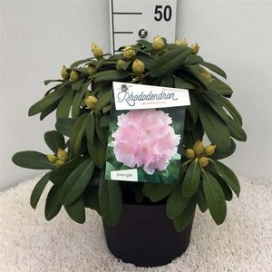 Rhododendron (Y) 'Doc' ROZE 30-40 cm cont. 10L - afbeelding 1