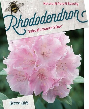 Rhododendron (Y) 'Doc' ROZE 30-40 cm cont. 10L - afbeelding 2