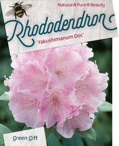 Rhododendron (Y) 'Doc' ROZE 40 cm cont. 10L bol - afbeelding 2