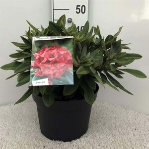 Rhododendron (Y) 'Dopey' ROOD 40 cm cont. 10L bol - afbeelding 1