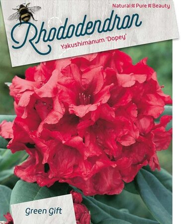 Rhododendron (Y) 'Dopey' ROOD 40 cm cont. 10L bol - afbeelding 2