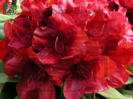 Rhododendron 'Dotella' ROOD 25-30 cm cont. 4,0L