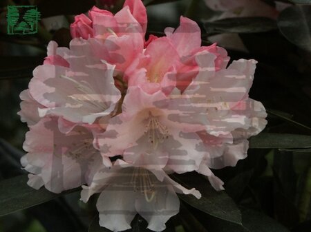 Rhododendron (Y) 'Dreamland' WIT/ROZE 25-30 cm cont. 3,0L