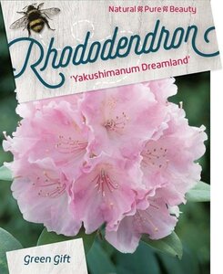 Rhododendron (Y) 'Dreamland' WIT/ROZE 30-40 cm cont. 10L - afbeelding 1