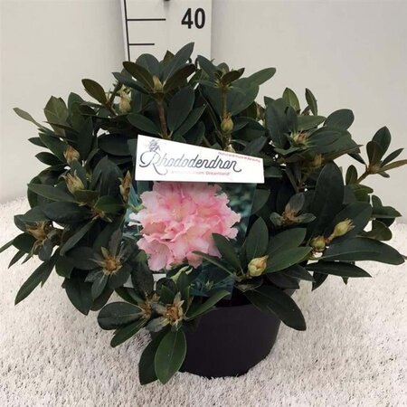 Rhododendron (Y) 'Dreamland' WIT/ROZE 30-40 cm cont. 10L - afbeelding 2