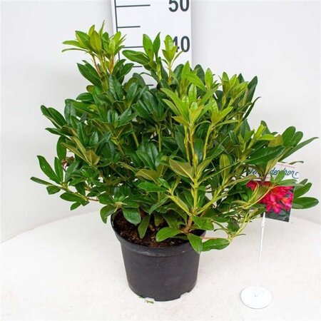 Rhododendron dichr. scyphocalyx ORANJE 30-40 cm cont. 5,0L