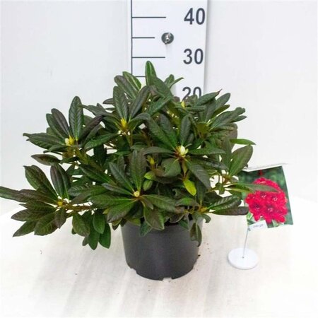 Rhododendron 'Elizabeth Red Foliage' ROOD 30-40 cm cont. 5,0L