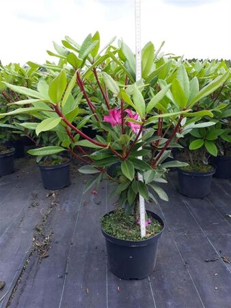 Rhododendron 'Etoile de Sleidinge' ROZE 60-65 cm cont. 5,0L - afbeelding 1