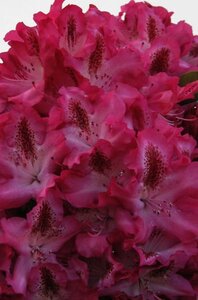 Rhododendron 'Etoile de Sleidinge' ROZE 60-65 cm cont. 5,0L - afbeelding 2