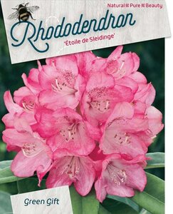 Rhododendron 'Etoile de Sleidinge' ROZE 60-80 cm cont. 20L