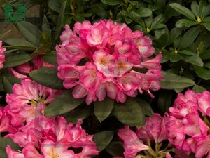 Rhododendron 'Eucharitis' ROZE 100 cm cont. 25L meerstammig