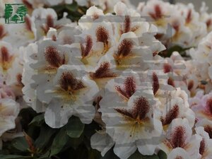 Rhododendron 'Extraordinaire' CREME 25-30 cm cont. 4,0L