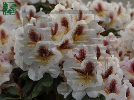 Rhododendron 'Extraordinaire' CREME 30-40 cm cont. 4,0L