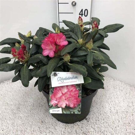 Rhododendron (Y) 'Fantastica' ROZE 30-40 cm cont. 10L - afbeelding 1