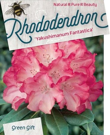 Rhododendron (Y) 'Fantastica' ROZE 30-40 cm cont. 10L - afbeelding 2