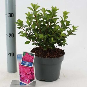 Rhododendron Flash Dance Pink 20-25 cm cont. 2,0L - afbeelding 1