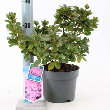 Rhododendron Flash Dance Pink 20-25 cm cont. 2,0L - afbeelding 2