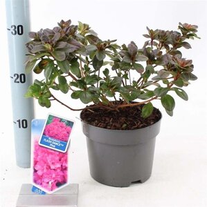 Rhododendron Flash Dance Pink 20-25 cm cont. 2,0L - afbeelding 3