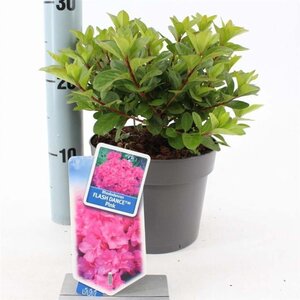 Rhododendron Flash Dance Pink 20-25 cm cont. 2,0L - afbeelding 4