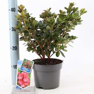 Rhododendron Flash Dance Salmon 20-25 cm cont. 2,0L - afbeelding 1