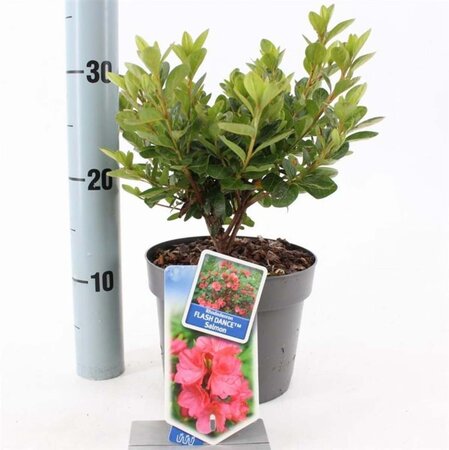 Rhododendron Flash Dance Salmon 20-25 cm cont. 2,0L - afbeelding 2