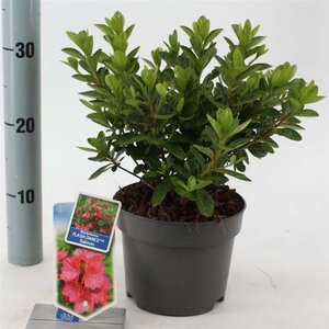 Rhododendron Flash Dance Salmon 20-25 cm cont. 2,0L - afbeelding 3