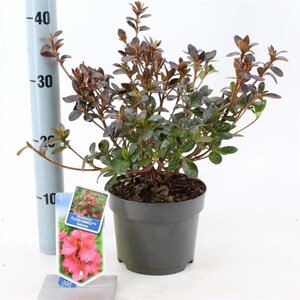 Rhododendron Flash Dance Salmon 20-25 cm cont. 2,0L - afbeelding 4