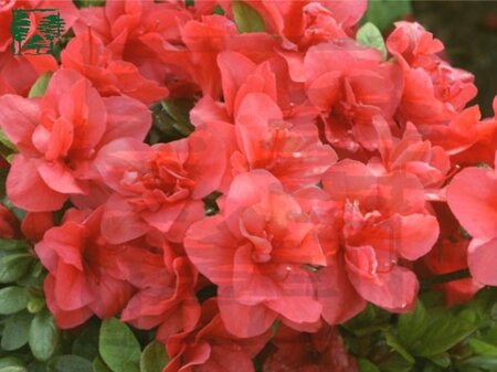 Rhododendron (AJ) 'Florida' ROOD 20-25 cm cont. 2,0L - afbeelding 1