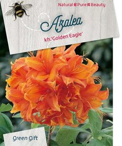 Rhododendron knaphill  'Golden Eagle' ORANJE 40-50 cm cont. 10L