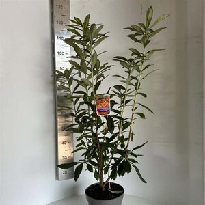 Rhododendron knaphill  'Golden Eagle' ORANJE 40-50 cm cont. 5,0L - afbeelding 2