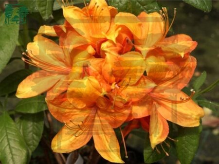 Rhododendron knaphill  'Golden Eagle' ORANJE 40-50 cm cont. 5,0L - afbeelding 1