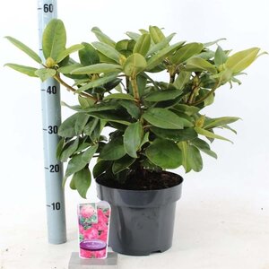 Rhododendron 'Germania' ROZE 30-40 cm cont. 5,0L - afbeelding 4