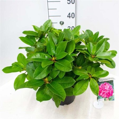 Rhododendron 'Germania' ROZE 30-40 cm cont. 5,0L - afbeelding 3