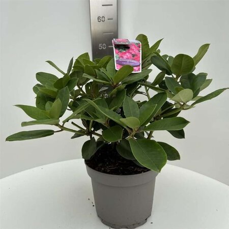 Rhododendron 'Germania' ROZE 40-50 cm cont. 5,0L - afbeelding 2