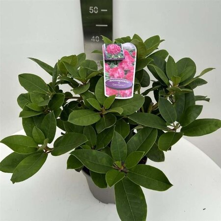 Rhododendron 'Germania' ROZE 40-50 cm cont. 5,0L - afbeelding 3