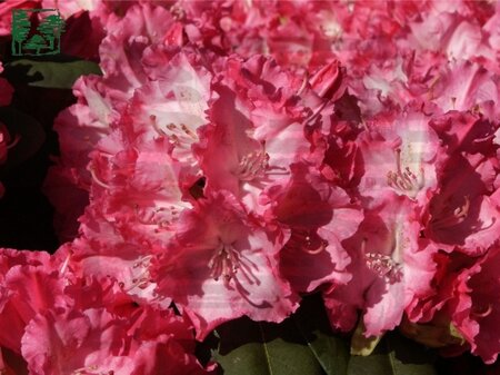 Rhododendron 'Germania' ROZE 50-60 cm cont. 10L - afbeelding 1