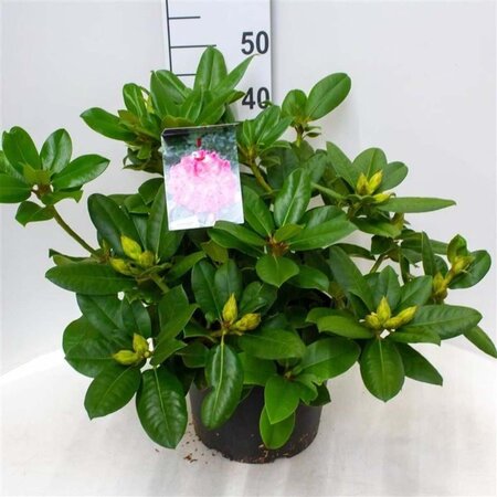 Rhododendron 'Germania' ROZE 50-60 cm cont. 10L - afbeelding 3