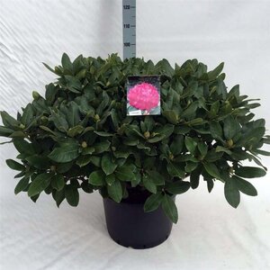 Rhododendron 'Germania' ROZE 70-80 cm cont. 40L - afbeelding 2