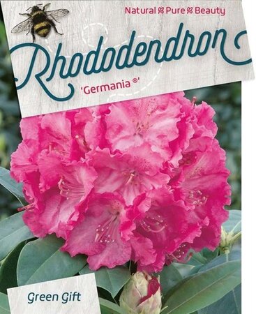 Rhododendron 'Germania' ROZE 80-100 cm cont. 80L - image 1