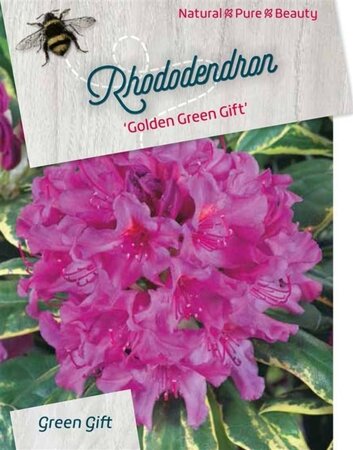 Rhododendron 'Golden Green Gift' 40-50 cm cont. 10L - afbeelding 1