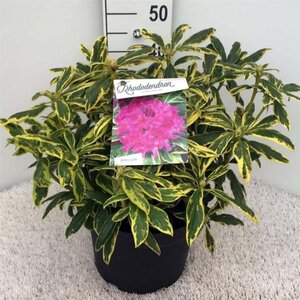 Rhododendron 'Golden Green Gift' 40-50 cm cont. 10L - afbeelding 2