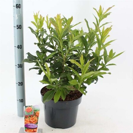 Rhododendron knaphill 'Gibraltar' ORANJE 30-40 cm cont. 5,0L - afbeelding 2