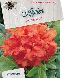 Rhododendron knaphill 'Gibraltar' ORANJE 40-50 cm cont. 10L