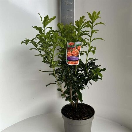 Rhododendron knaphill 'Gibraltar' ORANJE 40-50 cm cont. 5,0L - afbeelding 1