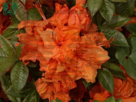 Rhododendron knaphill 'Gibraltar' ORANJE 80-100 cm cont. 20L